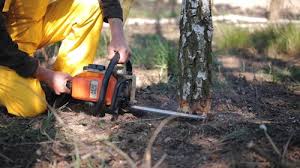 Best Arborist Consultation Services  in Harlem, GA