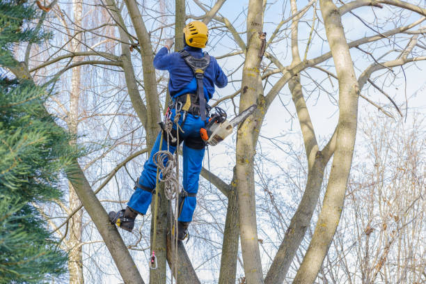 Best Leaf Removal  in Harlem, GA