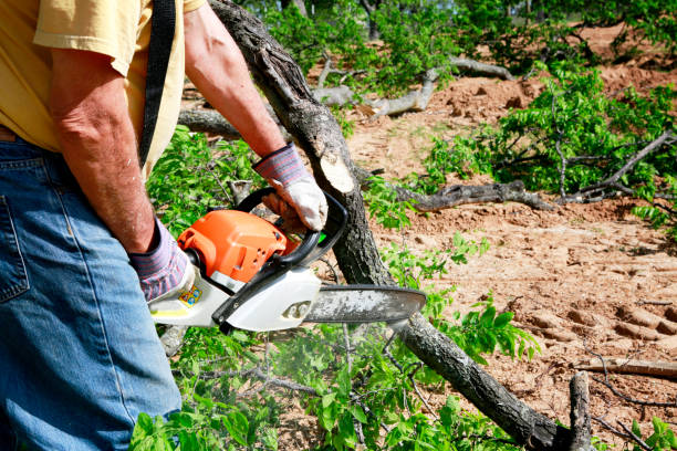 How Our Tree Care Process Works  in  Harlem, GA