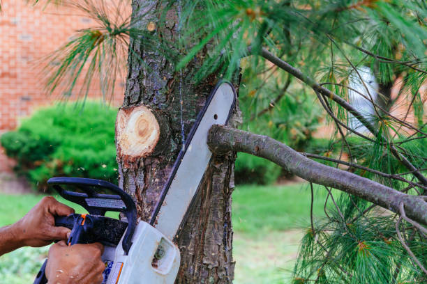 Best Leaf Removal  in Harlem, GA